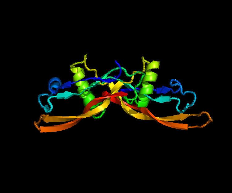 Bone morphogenetic protein 6