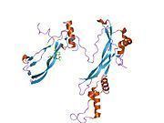 Bone morphogenetic protein 7 httpsuploadwikimediaorgwikipediacommonsthu