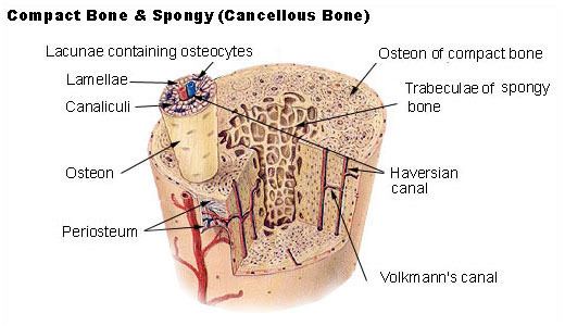 Bone tissue
