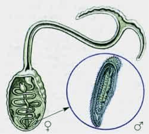 Bonellia Viridis Alchetron The Free Social Encyclopedia