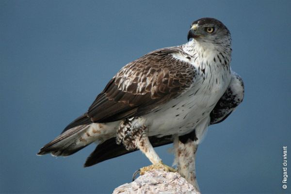 Bonelli's eagle Living with the Bonelli39s eagle an endangered species