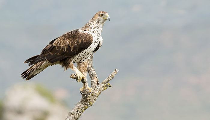Bonelli's eagle Bonelli39s Eagle Mallorca Bird Watching