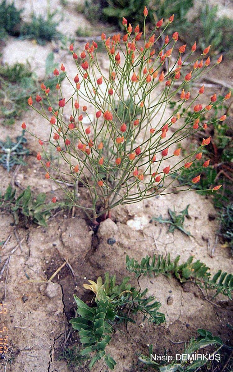 Bongardia Berberidaceae