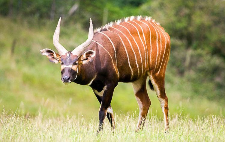 Bongo (antelope) Bongo Hunting 40 Species Available for Hunt OX Ranch