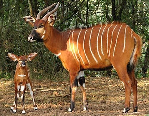 Bongo (antelope) Bongo Beautiful Striped Forest Antelope Animal Pictures and