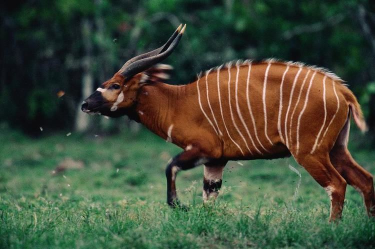 Bongo (antelope) 1000 images about Bongo on Pinterest Animales Jim o39rourke and