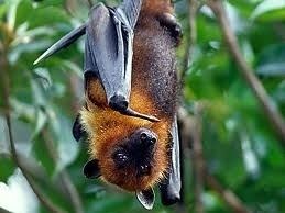 Bonin flying fox The Bonin Flying Fox or Bonin Fruit Bat Pteropus pselaphon is a