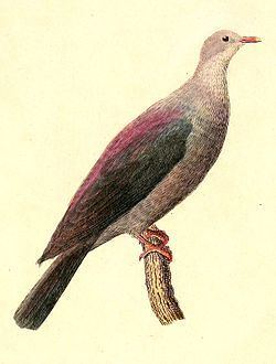 Bonin wood pigeon httpsuploadwikimediaorgwikipediacommonsthu