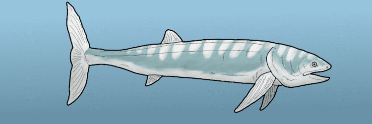 Bonnerichthys Bonnerichthys by WSnyder on DeviantArt