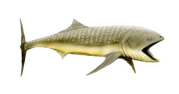 Bonnerichthys Bonnerichthys gladius Spinops