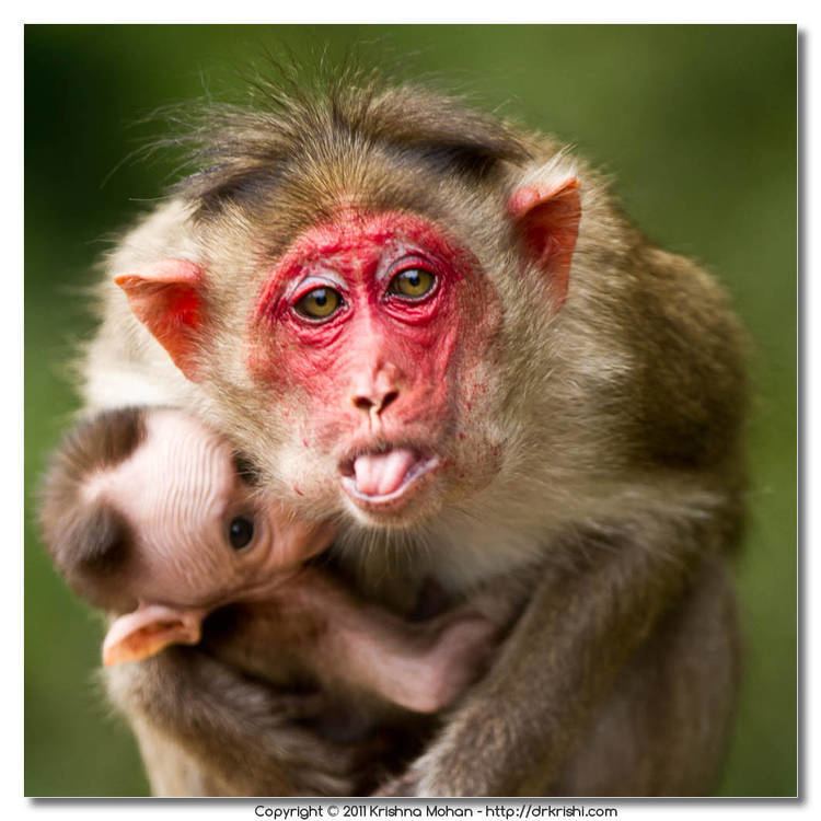 Bonnet macaque Bonnet Macaque Krishna Mohan Photography