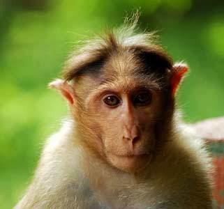 Bonnet macaque wwwexoticanimalsforsalenetimgBonnetMacaquejpg