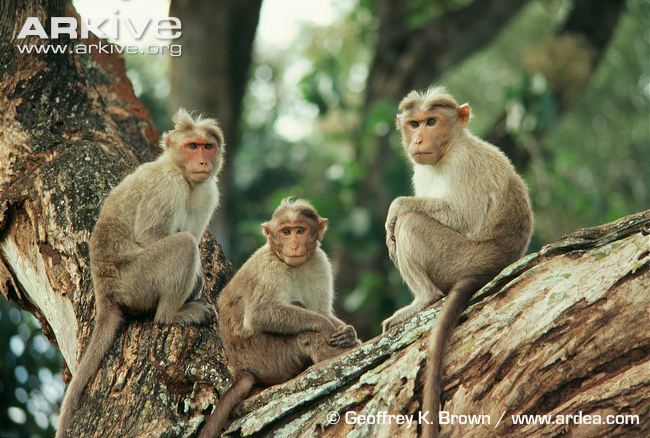 Bonnet macaque Bonnet macaque photos Macaca radiata ARKive