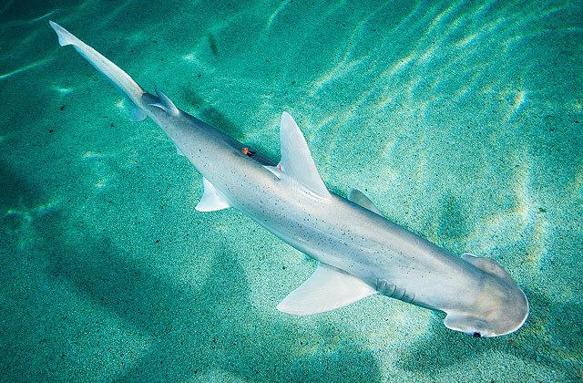 Bonnethead National Aquarium Bonnethead Shark