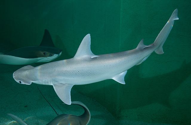 Bonnethead National Aquarium Bonnethead Shark
