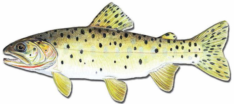 Bonneville cutthroat trout FileBonneville Cutthroat troutjpg Wikimedia Commons