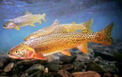 Bonneville cutthroat trout Utah State Fish Bonneville Cutthroat Trout