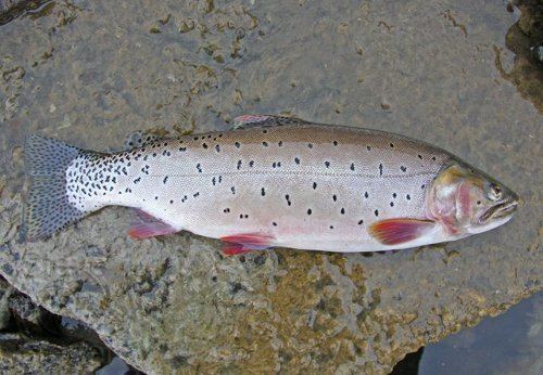 Bonneville cutthroat trout Bonneville cutthroat trout Oncorhynchus clarkii utah FactSheet