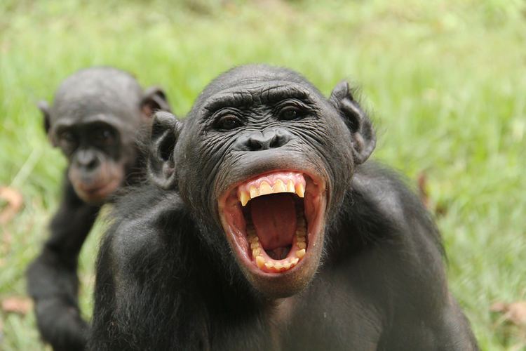 Bonobo Bonobos know when others are being treated unfairly and react