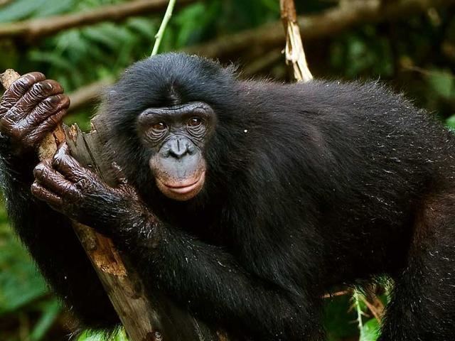 Bonobo assetsworldwildlifeorgphotos1253imagesheros