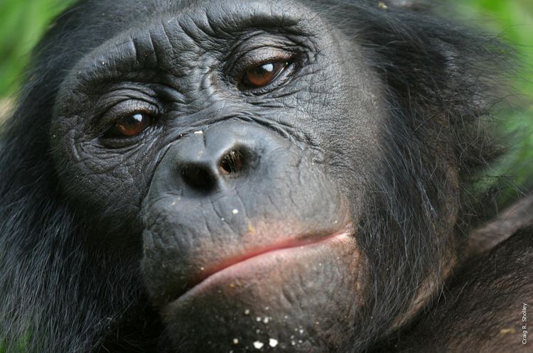 Bonobo Bonobo African Wildlife Foundation