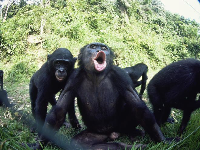 Bonobo Bonobo Species WWF