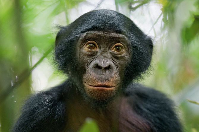 Bonobo The Wild Life of a Bonobo Photo Gallery Pictures More From