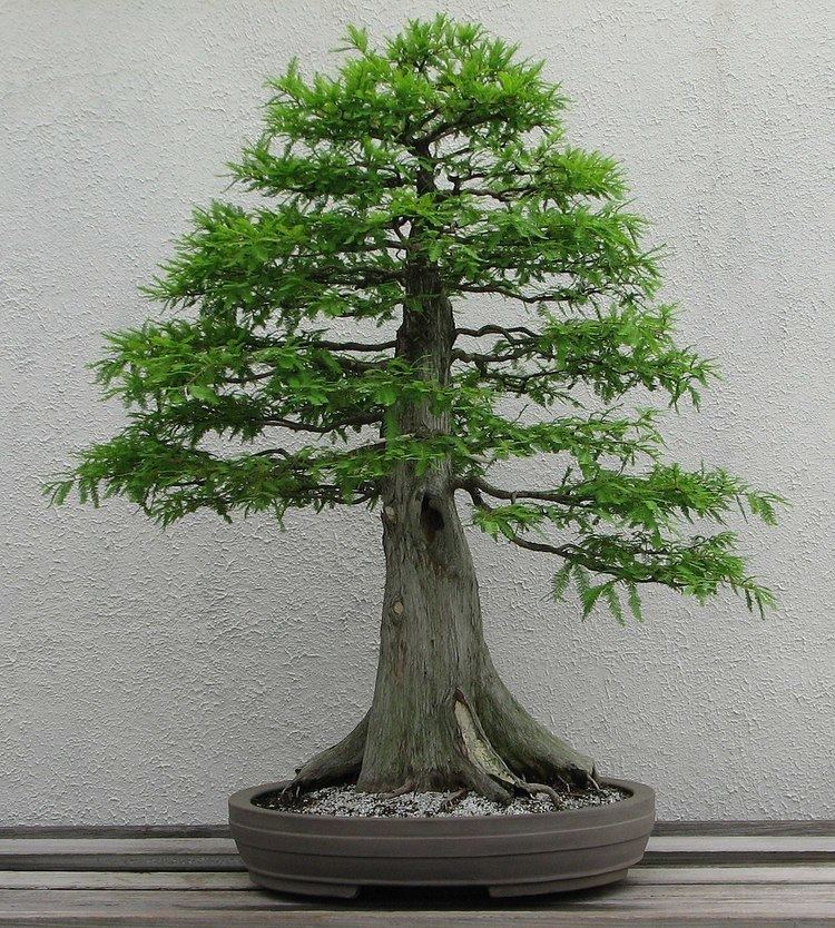 Bonsai aesthetics