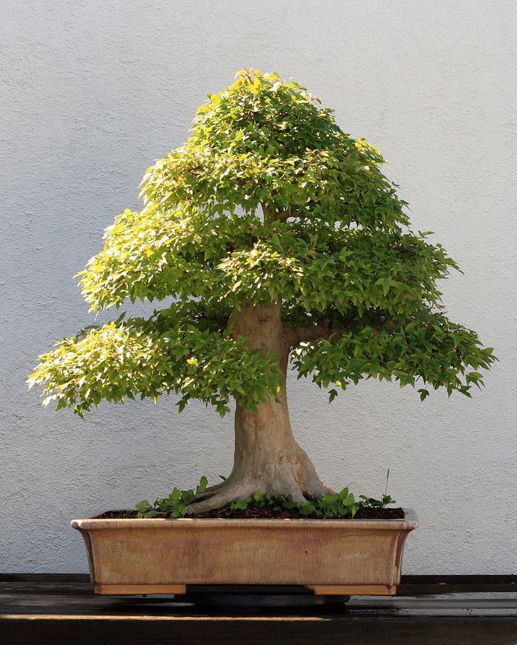 Bonsai cultivation and care