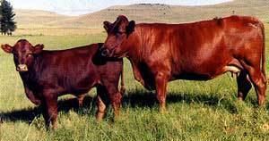 Bonsmara Livestock Breeds Project Bonsmara Cattle Breeds of Livestock