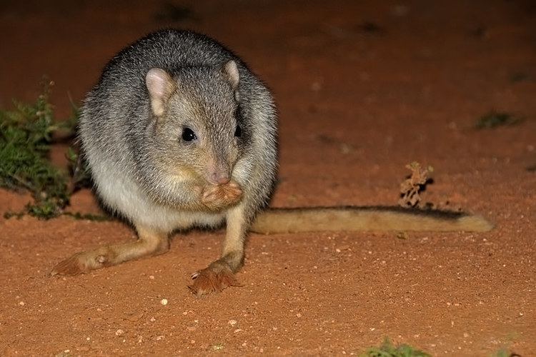 Boodie Mammals of the outback The Wildlife Diaries
