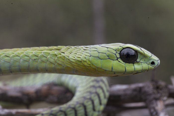Boomslang Which snake is Africa39s deadliest Africa Geographic