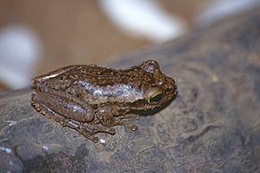 Boophis tephraeomystax httpsuploadwikimediaorgwikipediacommonsthu