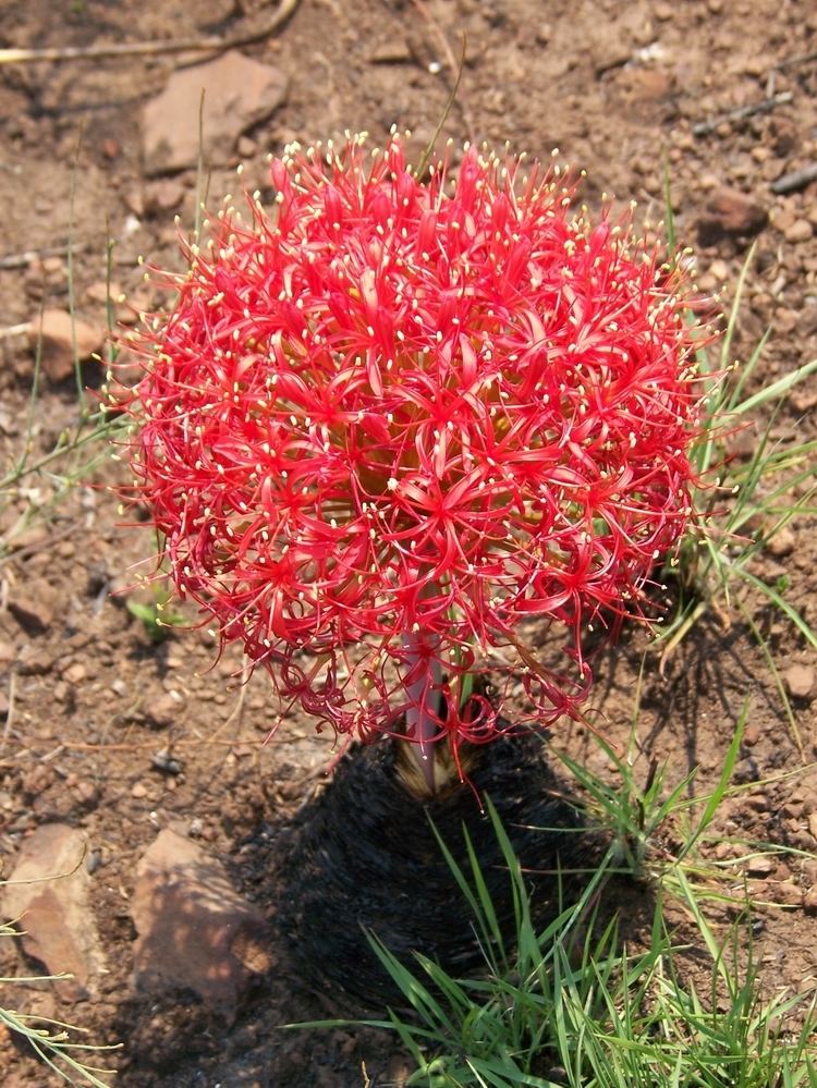 Boophone disticha Boophone disticha Lf Herb A copper plant of Katanga