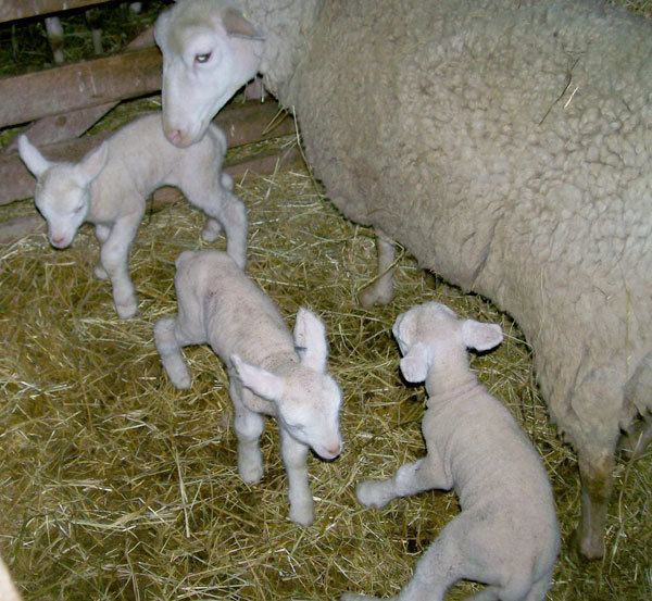 Booroola Merino Ovine Caprine Flock Management