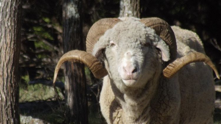 Booroola Merino - Alchetron, The Free Social Encyclopedia