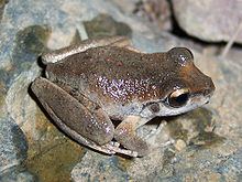 Booroolong frog httpsuploadwikimediaorgwikipediacommonsthu