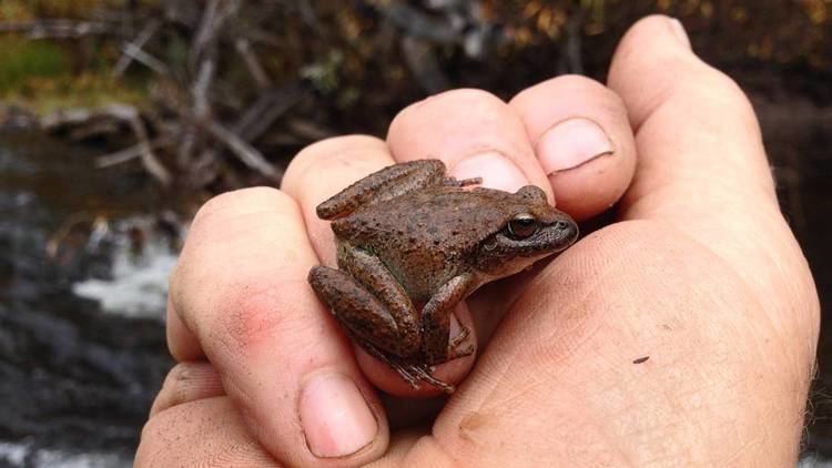 Booroolong frog National Biodiversity month Students jump to idea of helping