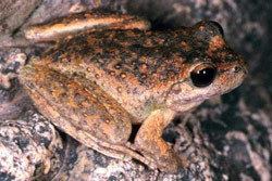 Booroolong frog Frogs of Australia gt Litoria booroolongensis Booroolong Frog