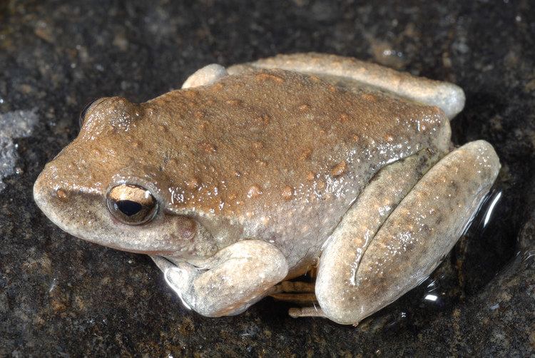 Booroolong frog Booroolong Frog Litoria booroolongensis Photo Dr David Flickr