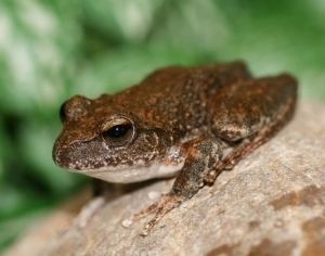 Booroolong frog Litoria booroolongensis Amphibian Ark