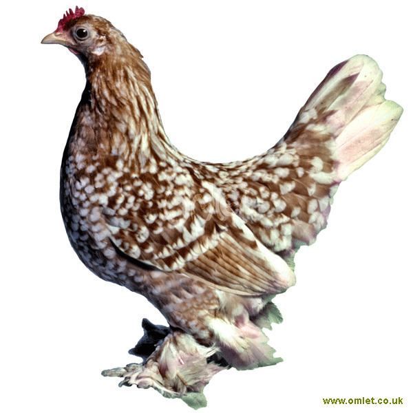 Booted Bantam Booted Bantam For Sale Chickens Breed Information Omlet