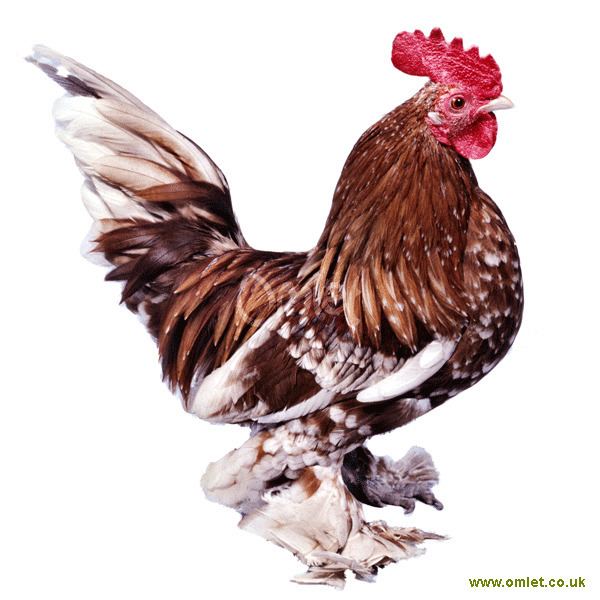 Booted Bantam Booted Bantam For Sale Chickens Breed Information Omlet