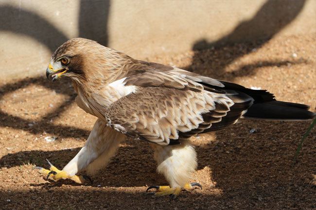 Booted eagle Booted Eagle The African Bird of Prey Sanctuary