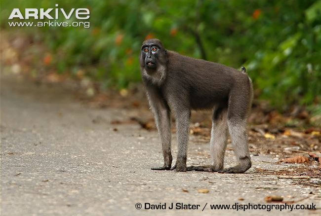 Booted macaque Booted macaque videos photos and facts Macaca ochreata ARKive