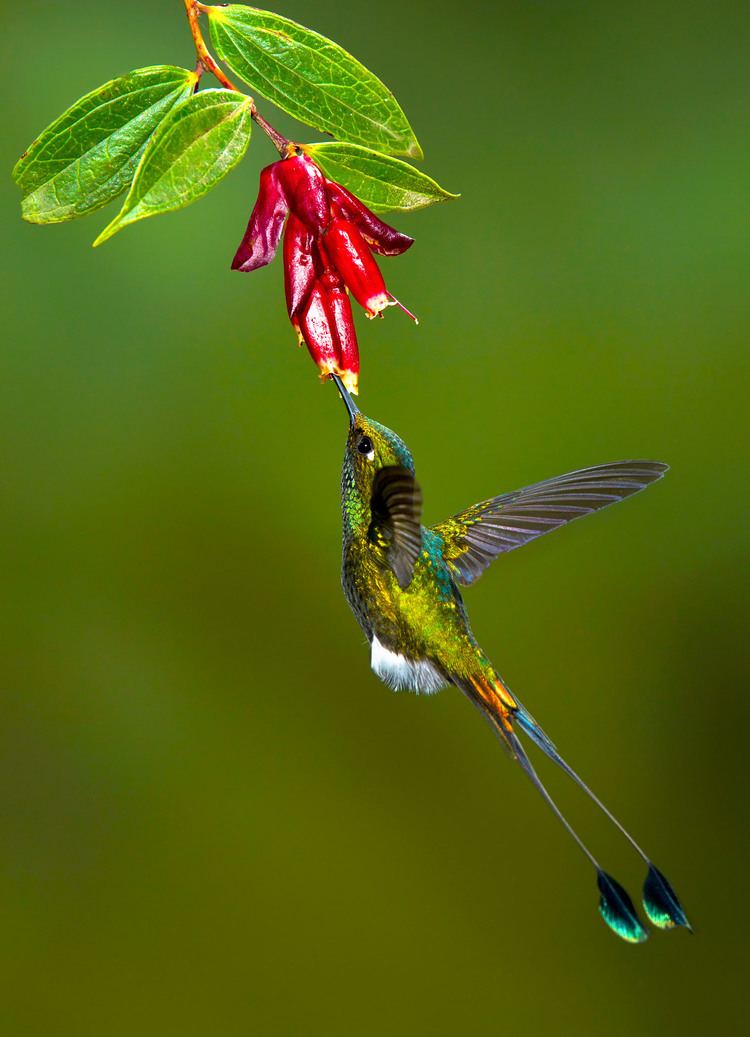 Booted racket-tail The Booted Rackettail is an Andean hummingbird found from Colombia