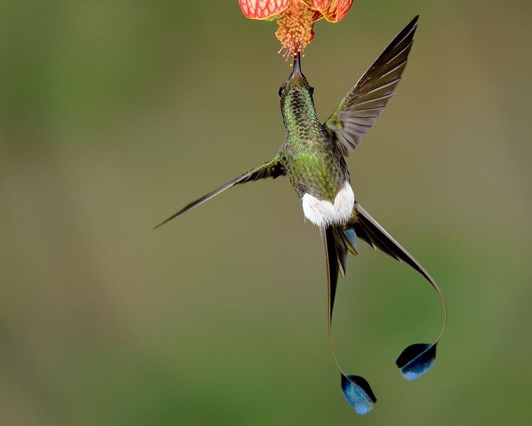 Booted racket-tail 1000 images about Beautiful Booted RacketTail Hummingbird