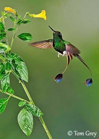 Booted racket-tail Booted Racquettail