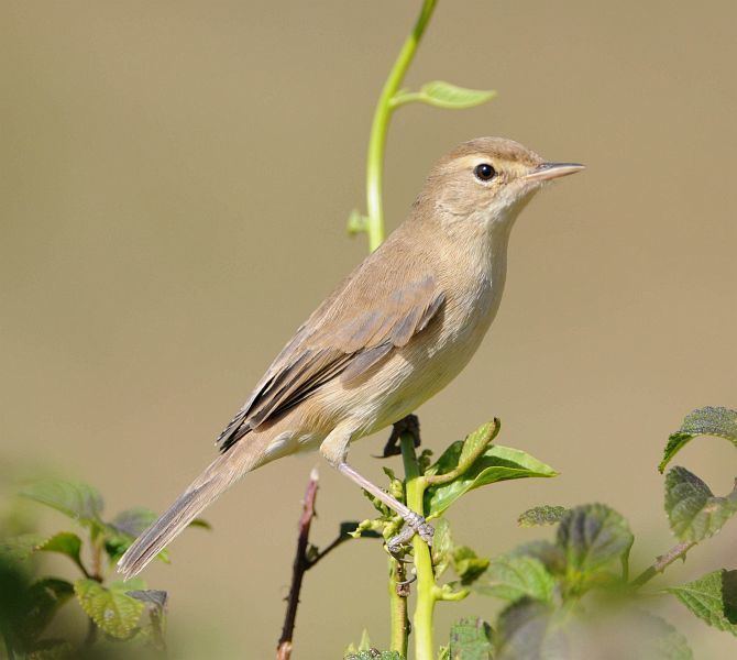 Booted warbler Oriental Bird Club Image Database Booted Warbler Iduna caligata