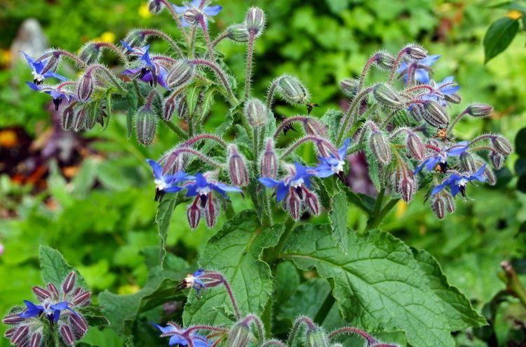 Borage The Borage Plant EzGro Garden